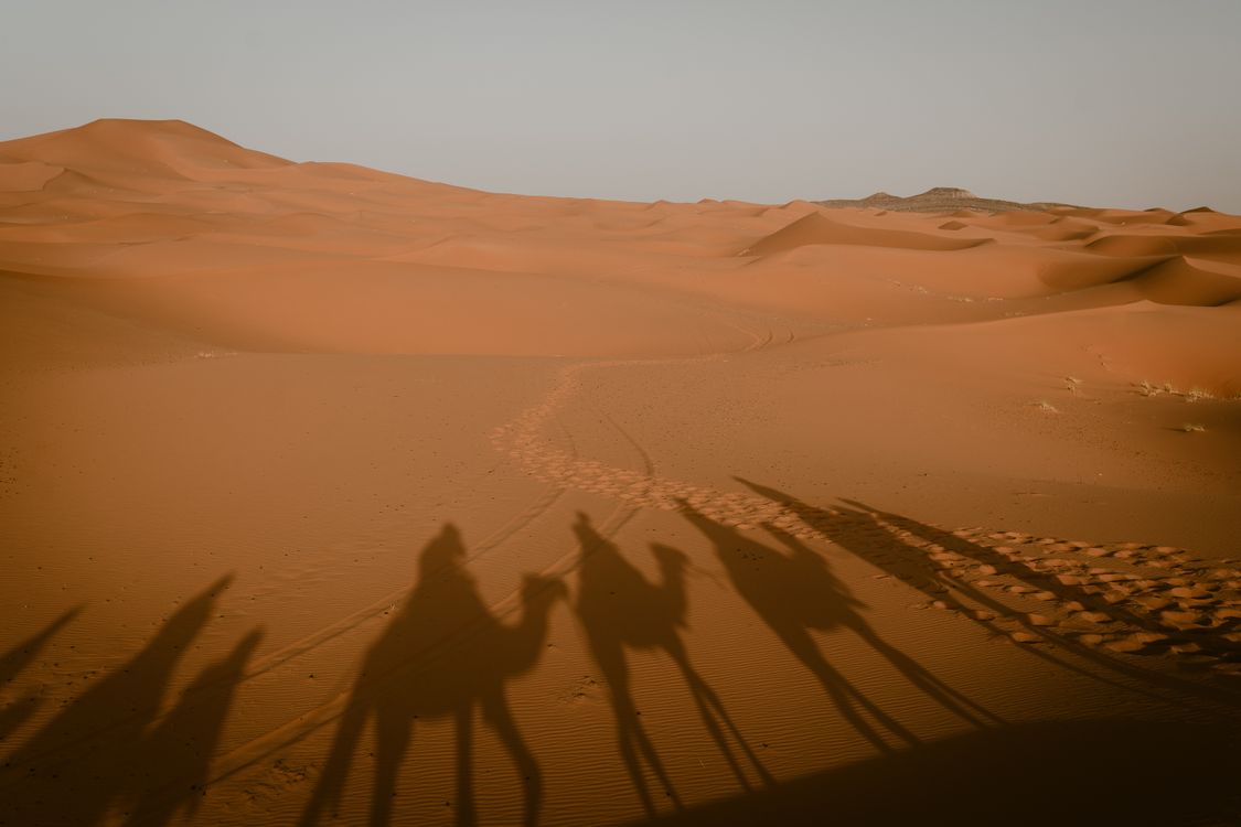 Long shadows of camels stretching across Merzouga sand dunes at dusk