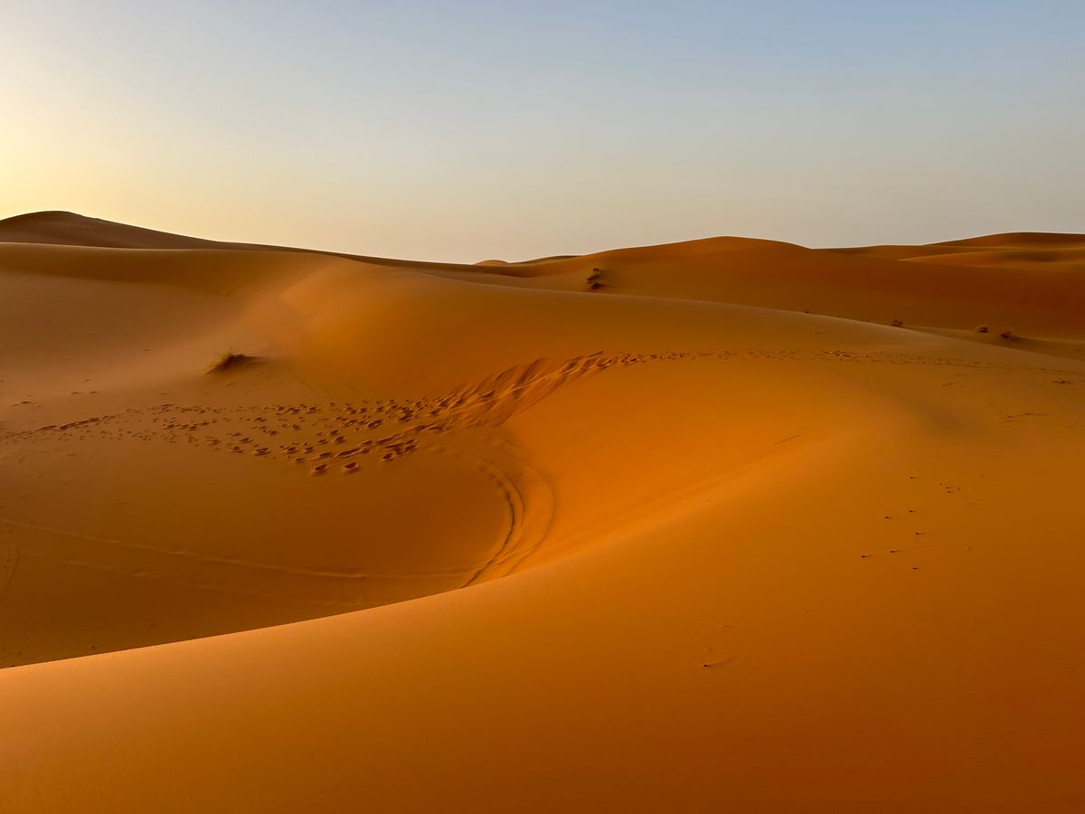 Golden sand dunes stretching across Morocco's Sahara Desert under a clear blue sky